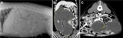 Case Report: Giant Multiloculated Pseudocystic Jejunal Leiomyosarcoma in a Dog: Atypical Morphologic Features of Canine Intestinal Leiomyosarcoma